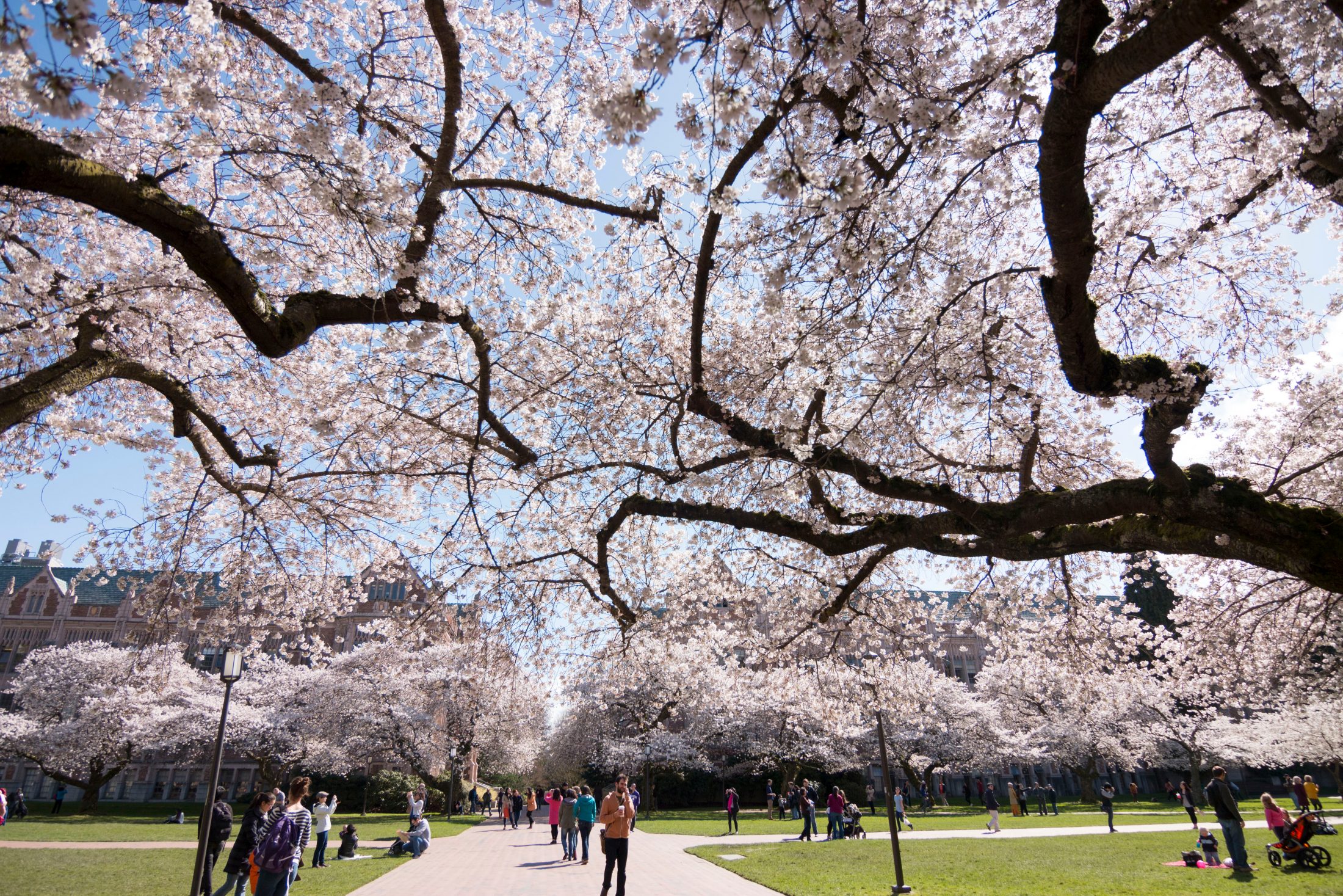 1936, The year the Yoshino cherry trees were planted