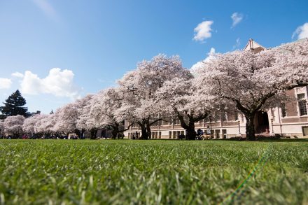 30, Number of cherry trees that line The Quad